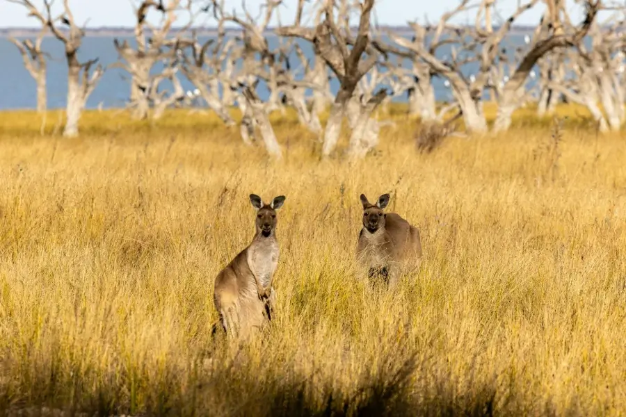 kangaroo