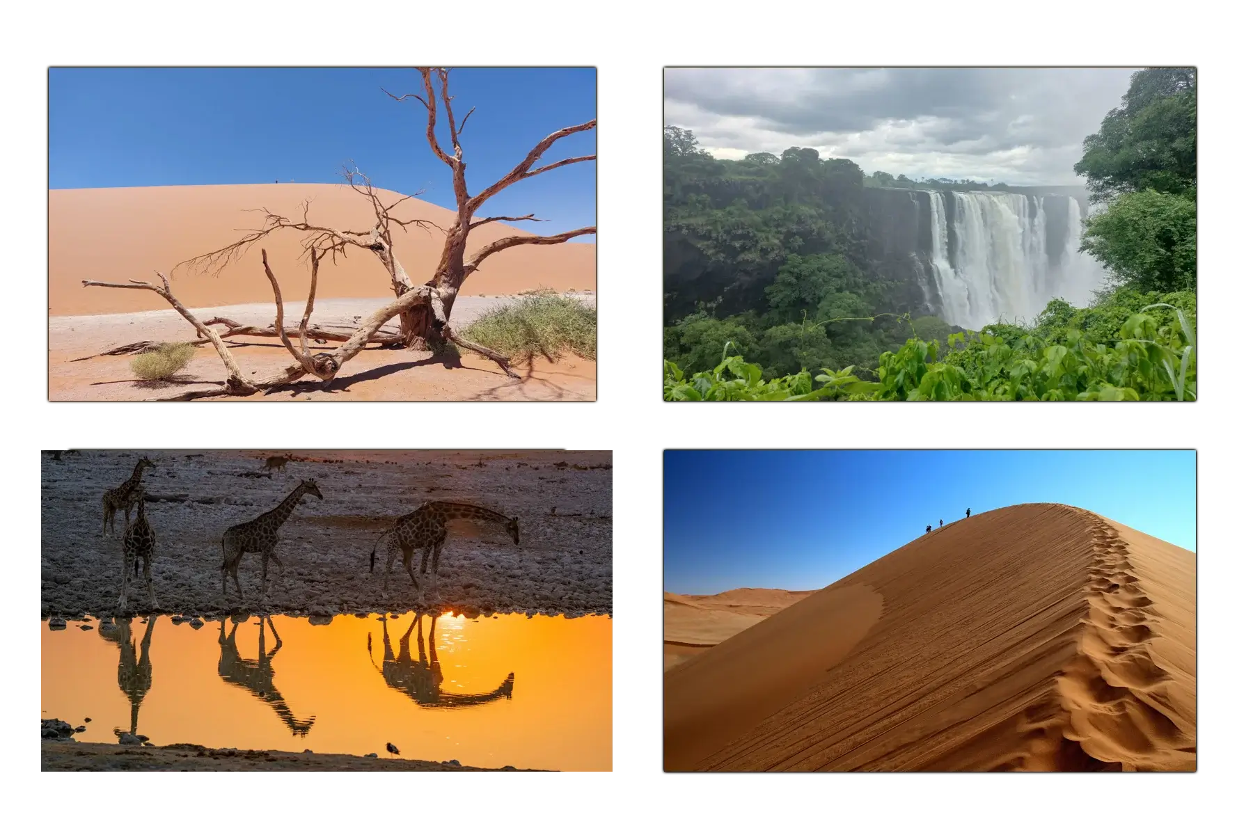 African Safari